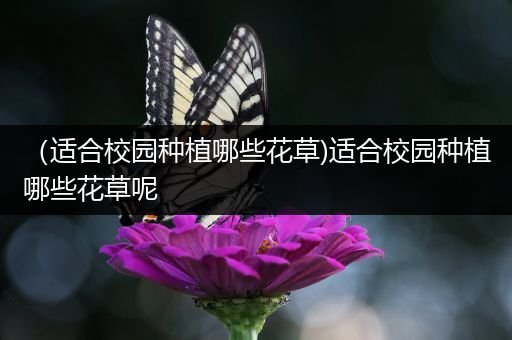 （适合校园种植哪些花草)适合校园种植哪些花草呢