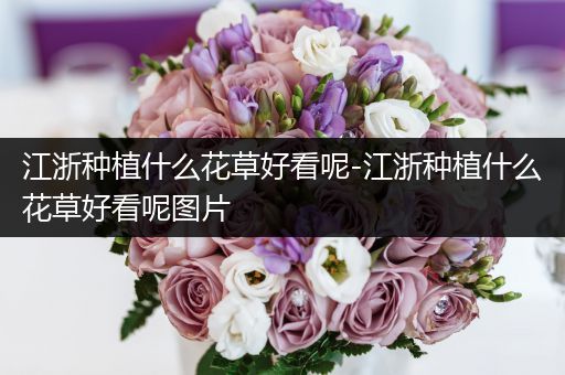 江浙种植什么花草好看呢-江浙种植什么花草好看呢图片