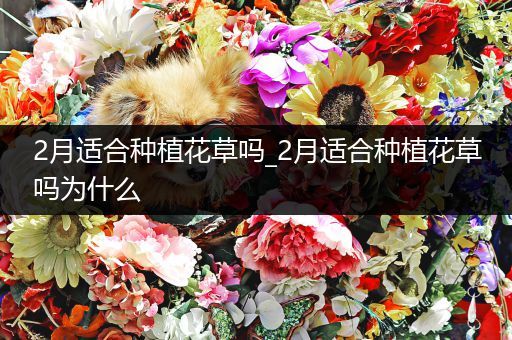 2月适合种植花草吗_2月适合种植花草吗为什么