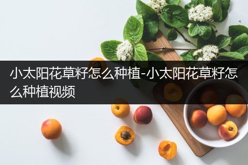 小太阳花草籽怎么种植-小太阳花草籽怎么种植视频
