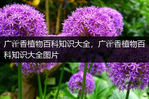 广藿香植物百科知识大全，广藿香植物百科知识大全图片