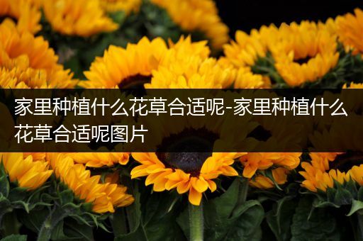 家里种植什么花草合适呢-家里种植什么花草合适呢图片