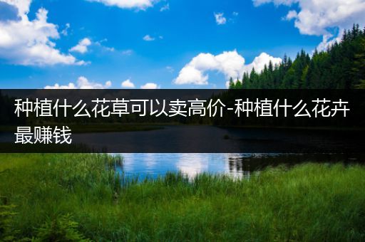 种植什么花草可以卖高价-种植什么花卉最赚钱