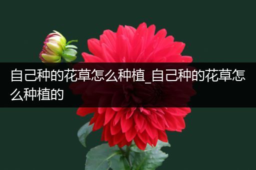 自己种的花草怎么种植_自己种的花草怎么种植的