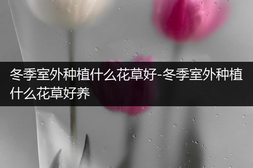 冬季室外种植什么花草好-冬季室外种植什么花草好养