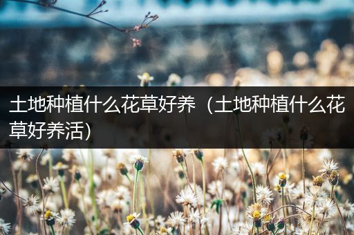 土地种植什么花草好养（土地种植什么花草好养活）