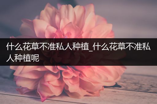 什么花草不准私人种植_什么花草不准私人种植呢