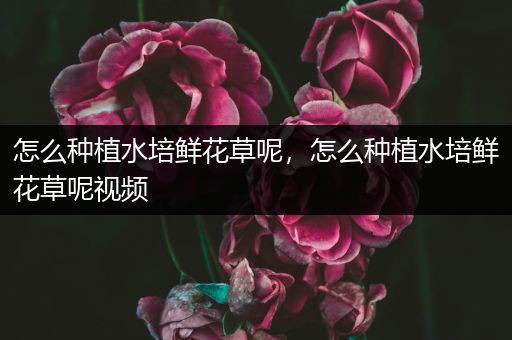 怎么种植水培鲜花草呢，怎么种植水培鲜花草呢视频