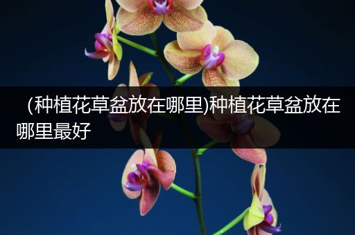 （种植花草盆放在哪里)种植花草盆放在哪里最好