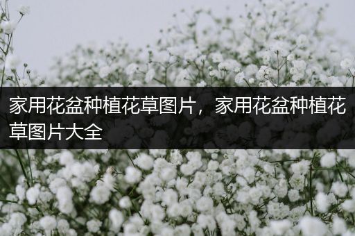 家用花盆种植花草图片，家用花盆种植花草图片大全