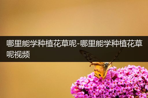 哪里能学种植花草呢-哪里能学种植花草呢视频