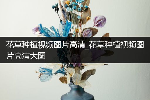 花草种植视频图片高清_花草种植视频图片高清大图