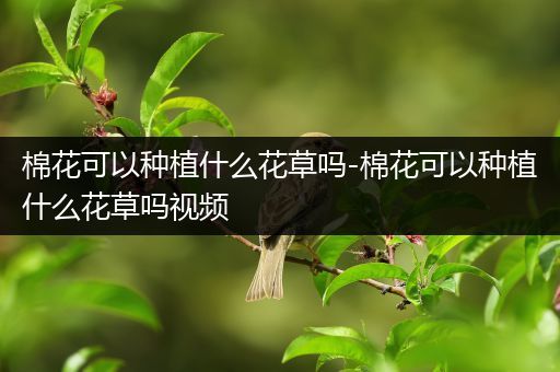 棉花可以种植什么花草吗-棉花可以种植什么花草吗视频