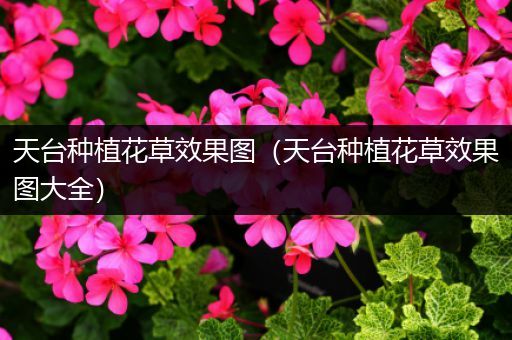 天台种植花草效果图（天台种植花草效果图大全）