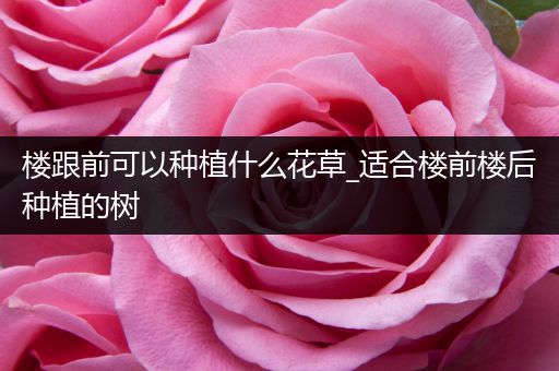 楼跟前可以种植什么花草_适合楼前楼后种植的树