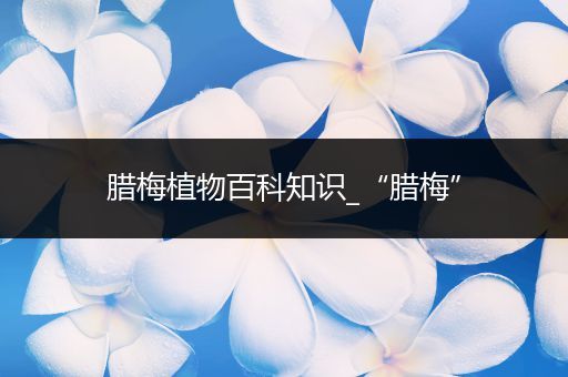 腊梅植物百科知识_“腊梅”
