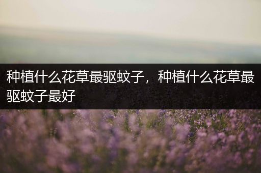 种植什么花草最驱蚊子，种植什么花草最驱蚊子最好