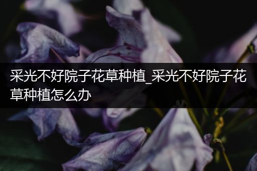 采光不好院子花草种植_采光不好院子花草种植怎么办