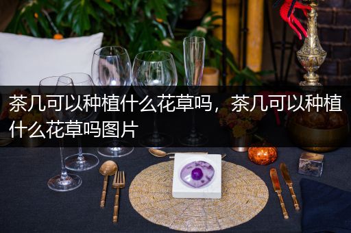 茶几可以种植什么花草吗，茶几可以种植什么花草吗图片
