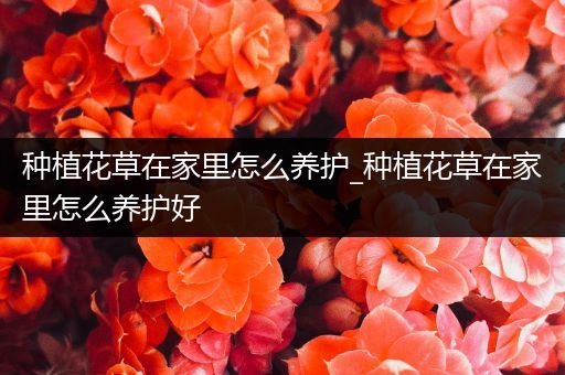 种植花草在家里怎么养护_种植花草在家里怎么养护好