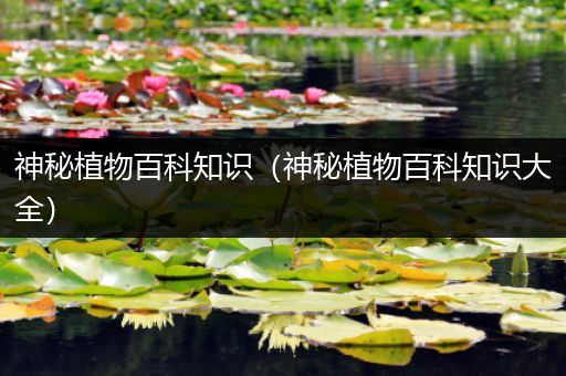 神秘植物百科知识（神秘植物百科知识大全）