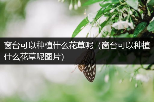 窗台可以种植什么花草呢（窗台可以种植什么花草呢图片）