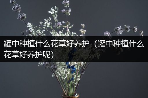 罐中种植什么花草好养护（罐中种植什么花草好养护呢）