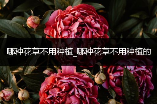 哪种花草不用种植_哪种花草不用种植的