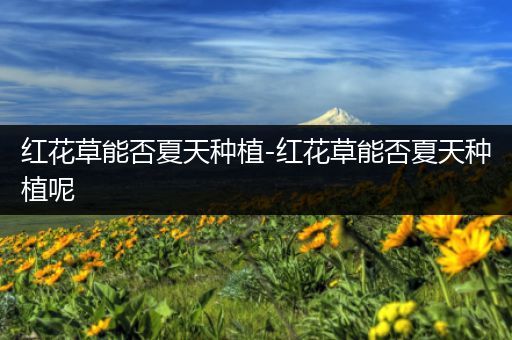 红花草能否夏天种植-红花草能否夏天种植呢