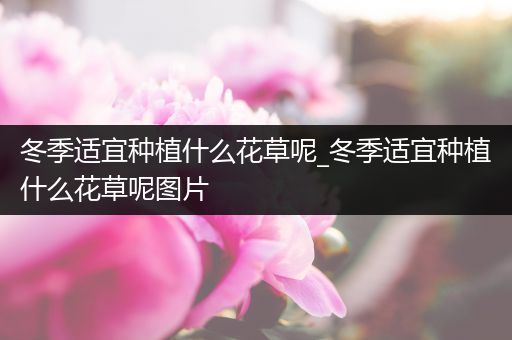 冬季适宜种植什么花草呢_冬季适宜种植什么花草呢图片