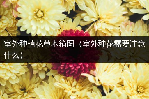 室外种植花草木箱图（室外种花需要注意什么）