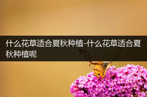 什么花草适合夏秋种植-什么花草适合夏秋种植呢