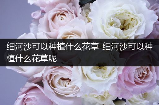 细河沙可以种植什么花草-细河沙可以种植什么花草呢