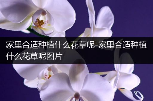 家里合适种植什么花草呢-家里合适种植什么花草呢图片