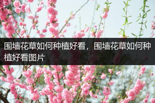 围墙花草如何种植好看，围墙花草如何种植好看图片