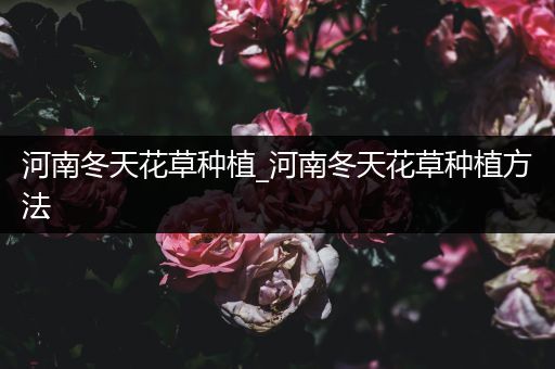 河南冬天花草种植_河南冬天花草种植方法