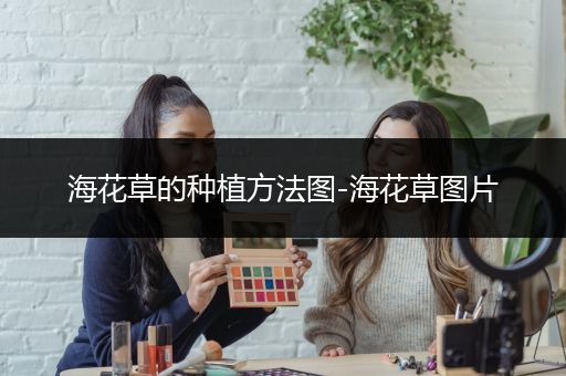 海花草的种植方法图-海花草图片