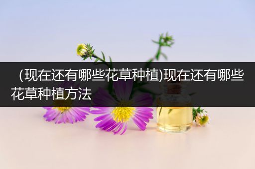 （现在还有哪些花草种植)现在还有哪些花草种植方法