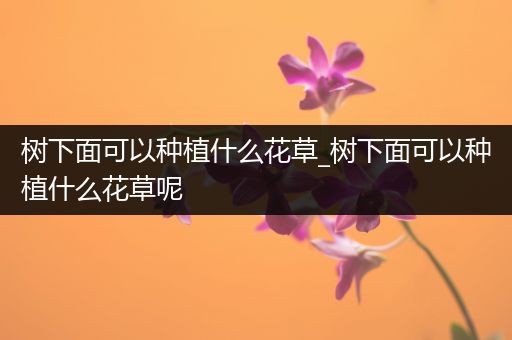 树下面可以种植什么花草_树下面可以种植什么花草呢