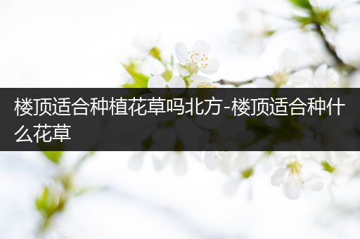 楼顶适合种植花草吗北方-楼顶适合种什么花草