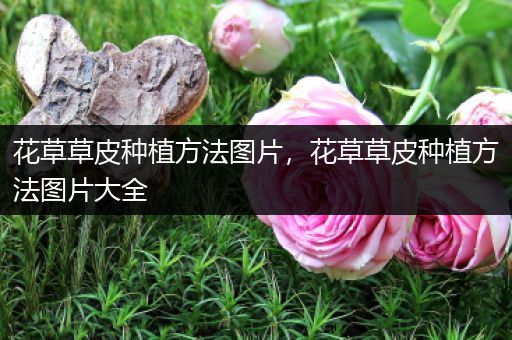 花草草皮种植方法图片，花草草皮种植方法图片大全