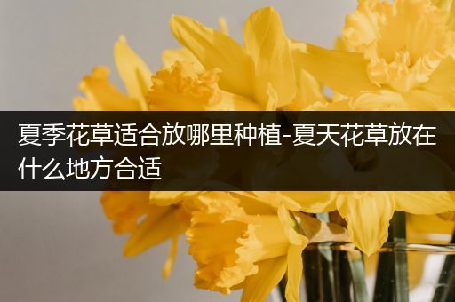 夏季花草适合放哪里种植-夏天花草放在什么地方合适