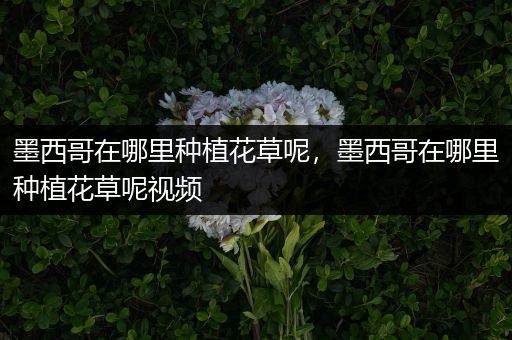 墨西哥在哪里种植花草呢，墨西哥在哪里种植花草呢视频
