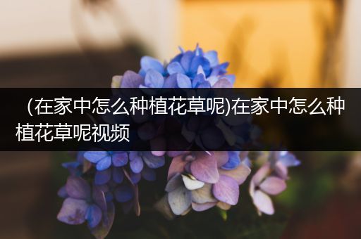 （在家中怎么种植花草呢)在家中怎么种植花草呢视频