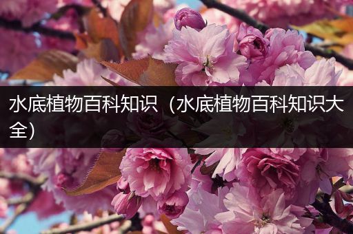 水底植物百科知识（水底植物百科知识大全）