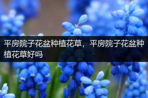 平房院子花盆种植花草，平房院子花盆种植花草好吗