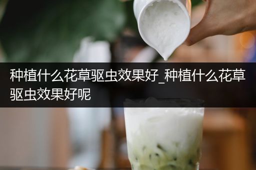 种植什么花草驱虫效果好_种植什么花草驱虫效果好呢