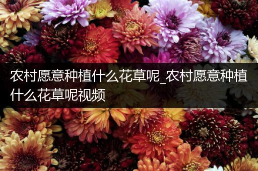 农村愿意种植什么花草呢_农村愿意种植什么花草呢视频