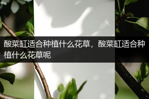 酸菜缸适合种植什么花草，酸菜缸适合种植什么花草呢