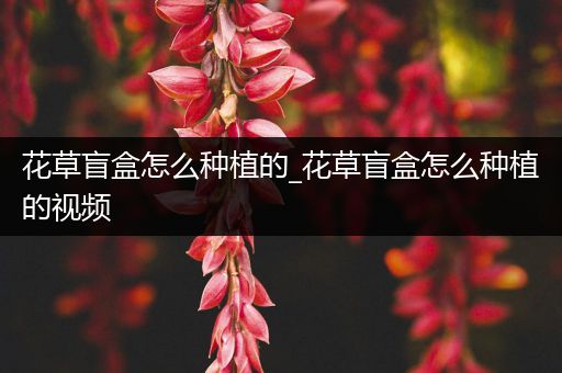 花草盲盒怎么种植的_花草盲盒怎么种植的视频